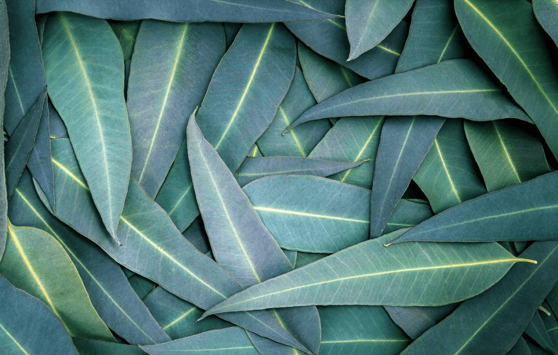Eucalyptus
