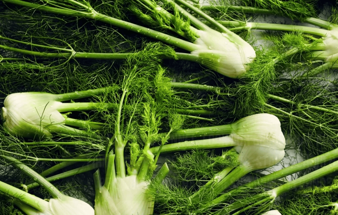 Fennel