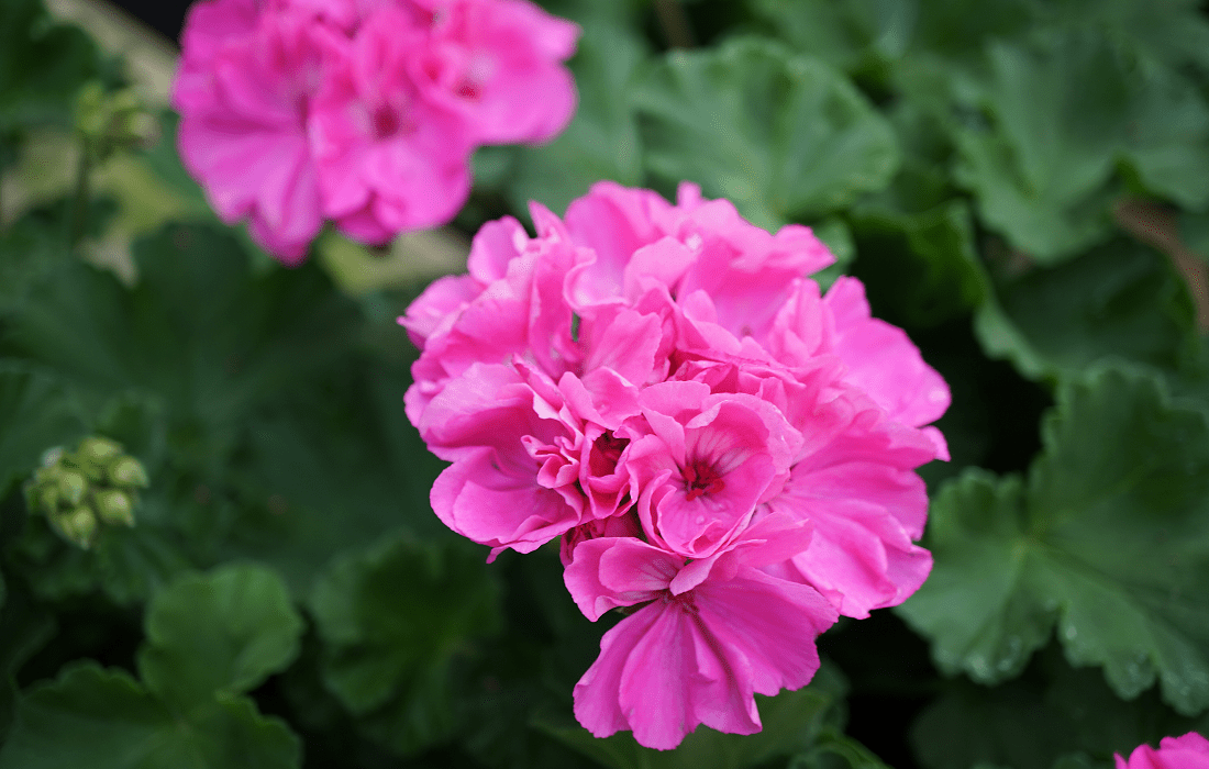 Geranium