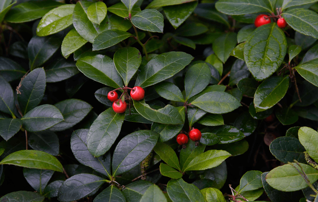 Wintergreen